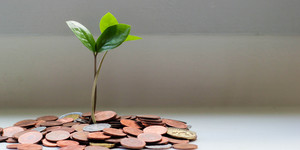 Pflanze die aus Geld wächst DIN ISO 9001